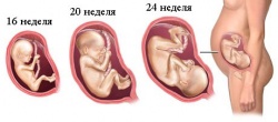 Развитие беременности по месяцам